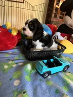 Clyde, a male Cocker Spaniel and Cockalier for sale in Jacksonville, TX – 2 of 10