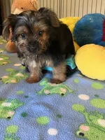 Gizmo, a male Yorkshire Terrier for sale in Jacksonville, TX – 6 of 9