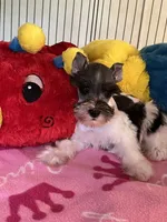 Katy, a female Miniature Schnauzer for sale in Jacksonville, TX – 4 of 9