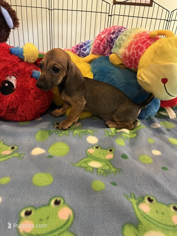 Red (short hair) – Miniature Dachshund puppy for sale in Jacksonville, TX