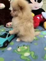 Teddy, a male Pomeranian for sale in Jacksonville, TX – 2 of 9