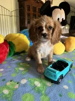Red, a male Cocker Spaniel and Cockalier for sale in Jacksonville, TX – 6 of 10
