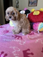 Daisy, a female Cavapoo for sale in Jacksonville, TX – 3 of 7