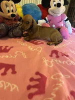 Daisy (short hair), a female Miniature Dachshund for sale in Jacksonville, TX – 10 of 10