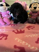 Maddie, a female Shihpoo and Shih Tzu for sale in Jacksonville, TX – 8 of 8
