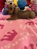 Daisy (short hair), a female Miniature Dachshund for sale in Jacksonville, TX – 2 of 10