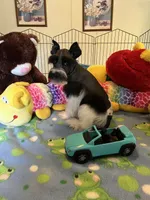 Teddy, a male Miniature Schnauzer for sale in Jacksonville, TX – 8 of 10