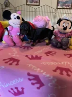 Sammi, a female Miniature Dachshund for sale in Jacksonville, TX – 1 of 10