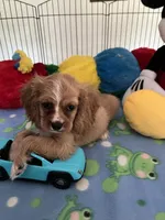 Red, a male Cocker Spaniel and Cockalier for sale in Jacksonville, TX – 8 of 10