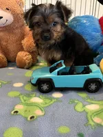 Gizmo, a male Yorkshire Terrier for sale in Jacksonville, TX – 3 of 9