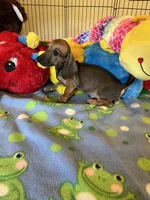 Red (short hair), a male Miniature Dachshund for sale in Jacksonville, TX – 3 of 10