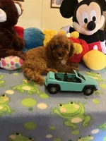 Rudy, a male Cavapoo for sale in Jacksonville, TX – 9 of 10