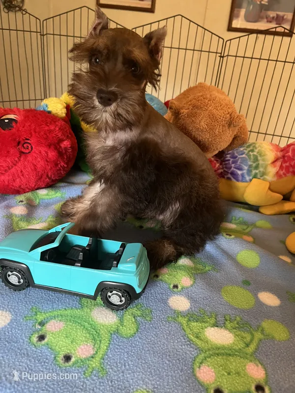 Max – Miniature Schnauzer puppy for sale in Jacksonville, TX