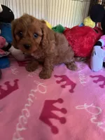 Ruby, a female Cavapoo for sale in Jacksonville, TX – 3 of 9