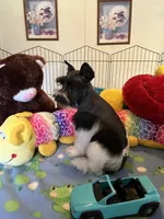 Teddy, a male Miniature Schnauzer for sale in Jacksonville, TX – 4 of 10
