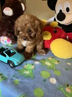 Rudy, a male Cavapoo for sale in Jacksonville, TX – 6 of 10