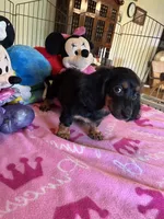 Lily (long hair), a female Miniature Dachshund for sale in Jacksonville, TX – 8 of 8