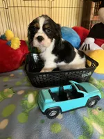 Clyde, a male Cocker Spaniel and Cockalier for sale in Jacksonville, TX – 4 of 10