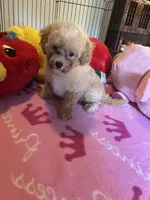 Kat, a female Maltipoo for sale in Jacksonville, TX – 4 of 8