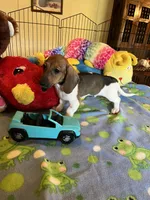 Bobo, a male Miniature Dachshund for sale in Jacksonville, TX – 6 of 9