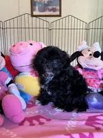 Maddie, a female Shihpoo and Shih Tzu for sale in Jacksonville, TX – 6 of 8