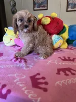 Daisy, a female Cavapoo for sale in Jacksonville, TX – 7 of 7