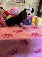 Sammi, a female Miniature Dachshund for sale in Jacksonville, TX – 7 of 10