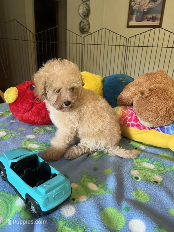 Toby – Maltipoo puppy for sale in Jacksonville, TX