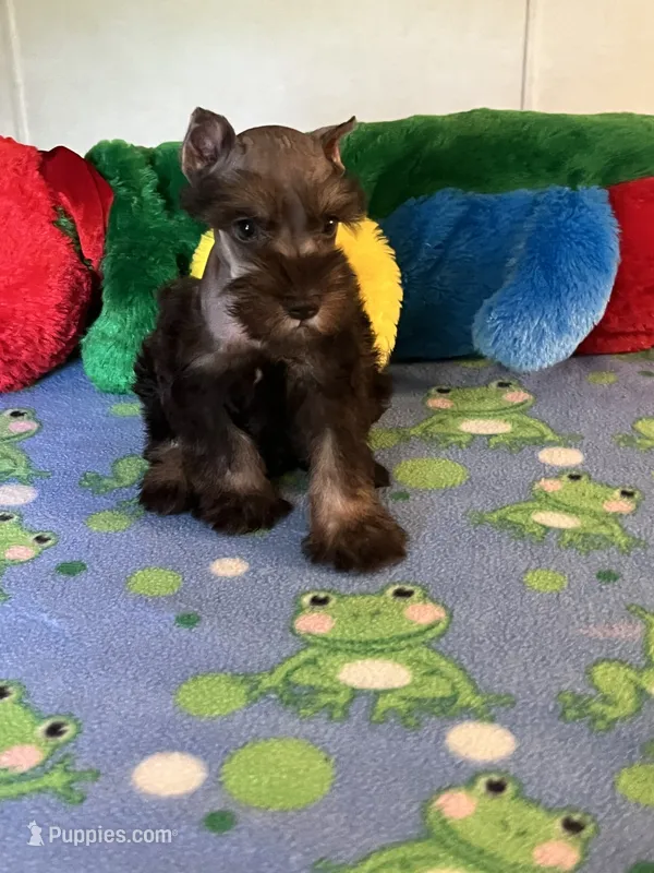 Coco – Miniature Schnauzer puppy for sale in Jacksonville, TX