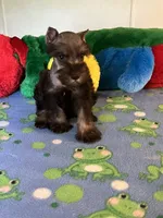 Coco, a male Miniature Schnauzer for sale in Jacksonville, TX – 1 of 9