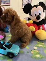 Rudy, a male Cavapoo for sale in Jacksonville, TX – 2 of 10