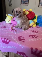 Daisy, a female Cavapoo for sale in Jacksonville, TX – 5 of 7