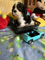 Clyde, a male Cocker Spaniel and Cockalier for sale in Jacksonville, TX – 8 of 10