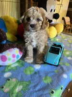 Tex, a male Cavapoo for sale in Jacksonville, TX – 8 of 9