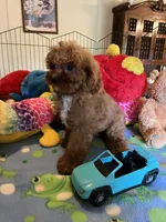 Red , a male Cavapoo for sale in Jacksonville, TX – 2 of 10
