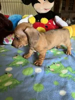 Max, a male Miniature Dachshund for sale in Jacksonville, TX – 10 of 10