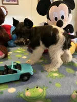 Davy, a male Miniature Schnauzer for sale in Jacksonville, TX – 2 of 10