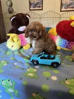 Red , a male Cavapoo for sale in Jacksonville, TX – 9 of 10