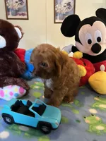 Rudy, a male Cavapoo for sale in Jacksonville, TX – 8 of 10