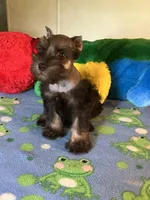 Coco, a male Miniature Schnauzer for sale in Jacksonville, TX – 2 of 9