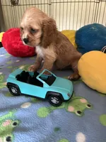 Max, a male Cocker Spaniel and Cockalier for sale in Jacksonville, TX – 5 of 9