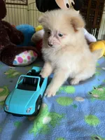 Teddy, a male Pomeranian for sale in Jacksonville, TX – 7 of 9