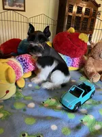 Teddy, a male Miniature Schnauzer for sale in Jacksonville, TX – 6 of 10