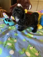 Shadow, a male Shihpoo and Shih Tzu for sale in Jacksonville, TX – 8 of 9