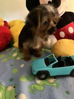 Davy, a male Yorkshire Terrier for sale in Jacksonville, TX – 9 of 9