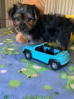 Gizmo, a male Yorkshire Terrier for sale in Jacksonville, TX – 5 of 9