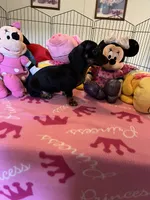 Sammi, a female Miniature Dachshund for sale in Jacksonville, TX – 5 of 10