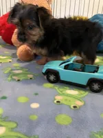 Gizmo, a male Yorkshire Terrier for sale in Jacksonville, TX – 2 of 9
