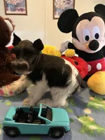 Davy, a male Miniature Schnauzer for sale in Jacksonville, TX – 3 of 10