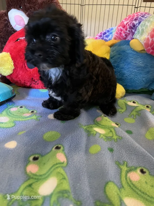 Shadow – Shihpoo, Shih Tzu puppy for sale in Jacksonville, TX